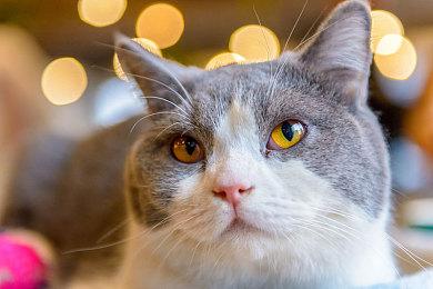 《费卢杰六日》抢先体验版更新 加入三个新任☒